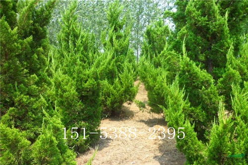 定南营养袋侧柏苗供应 煜烁苗木 品种记录