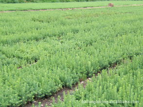 苗圃供应内蒙古白扦云杉绿化苗木指导价 苗圃供应内蒙古白扦云杉绿化苗木行情 兴安盟白狼林业局