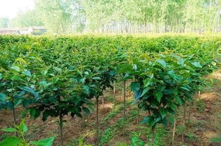 秋季给苗木施肥,请避免这八个最容易犯的错误