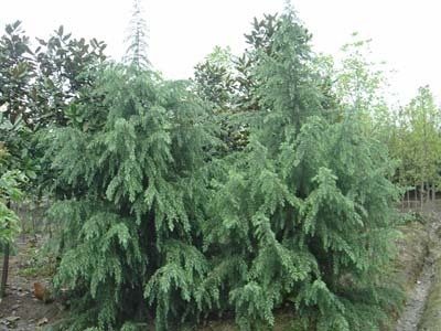 雪松-富阳市新登元村绿化苗木场(产品图片)-产品库-中国花木网