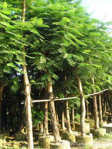绿化苗木 抗风能力强