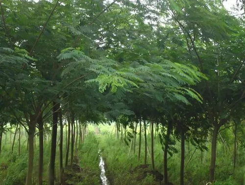 2017年苗木市场年终分析与总结