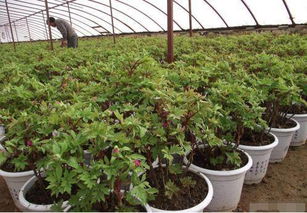 苗木人必看 最先进苗木生产技术