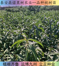 新闻 江西中蟠19桃树苗厂家