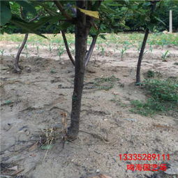 海北红灯樱桃苗多少钱一棵 淮安新闻