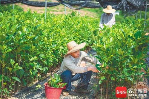 如何应对新挑战 如何把握新机遇 如何加快转型升级 海垦 三问 谋发展