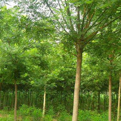 国槐小苗基地国槐树苗速生国槐苗量大优惠图片_高清图_细节图-济宁市任城区泰和苗木种植基地