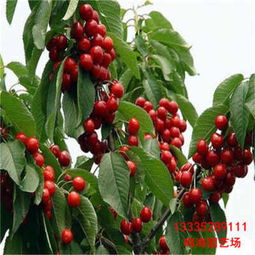 靖江那翁樱桃苗多少钱一棵 南京新闻