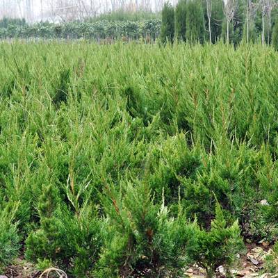 绿篱用40厘米高小龙柏价格