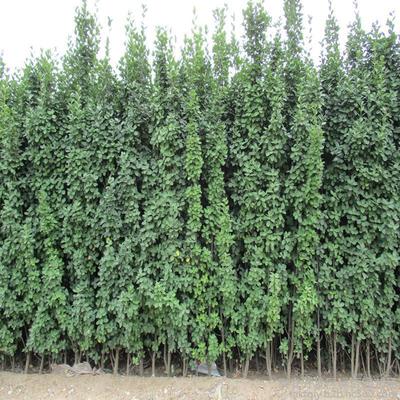 北海道黄杨苗木4公分