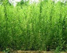 垂柳苗木供应信息-垂柳苗木批发、垂柳苗木价格、找垂柳苗木产品上