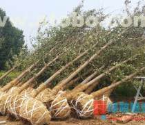 26公分银杏苗木价格优质商家置顶推荐产品