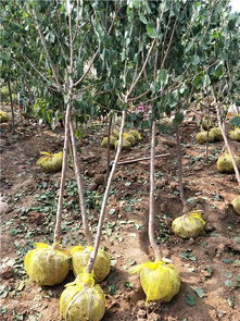 3公分杏树图片 4公分杏树苗 5公分杏树品种介绍