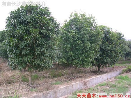 湖南长沙苗木经销商