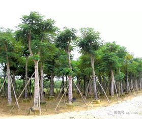 2017年广东地区凤凰木最新苗木报价及凤凰木苗木价格行情