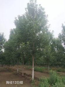 优质苗木新选择：地推有料D13，开启绿色生活