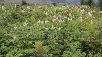 珍珠梅：花灌木中的绿化瑰宝