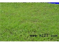 郴州市苏仙区绿溪草皮苗木绿基地苗木产品展示