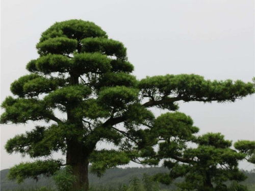 深圳造型罗汉松常见病害及防治方法解析