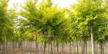 养殖网站图片大数据在苗木产业的应用与发展前景