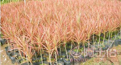 室内绿化观赏植物马尾铁 自产自销的优质选择