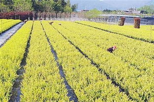 工人在苗圃内对苗木进行养护 技术与责任