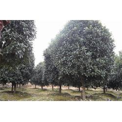 好彩苗木 江苏夏溪精品桂花苗，打造庭院雅韵之选