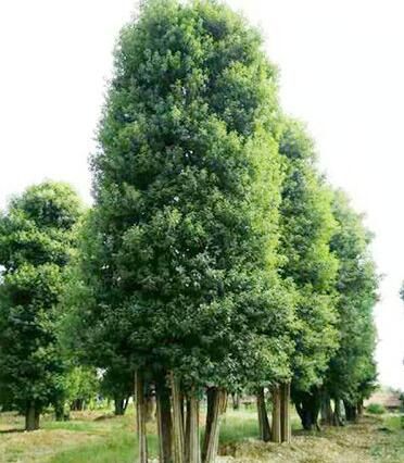 上海精品红叶石楠独杆树苗木基地推荐与选购指南