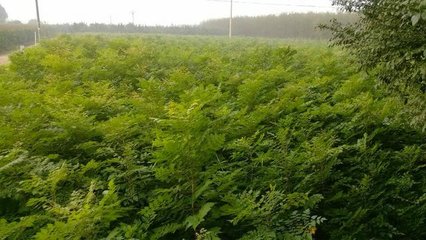 各类苗木图片概览 国槐、白腊、栾树、榆树、法桐等