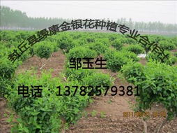封丘绿康金银花苗木 专业种植与批发指南