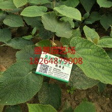 苗木——绿色的希望