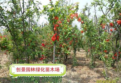 贴梗海棠、垂丝海棠及各类海棠苗木供应 规格齐全，品质保证