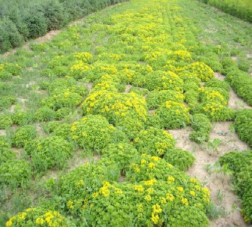 杨浦区景观苗木收购价格解析