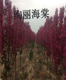 绚丽海棠苗 留源苗木，优质商家的两公分精品选择