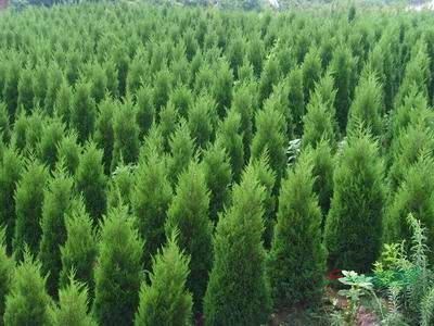 沭阳县海清苗木基地 苗木产业的高质量发展典范