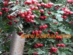 华林苗木基地 优质高产山楂树苗的专业培育专家