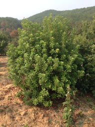 江西南昌苗木批发零售及配套服务公司全面解析