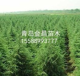 雪松苗木供应 规格齐全的优质绿化选择
