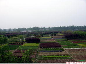 苗木种植场地介绍