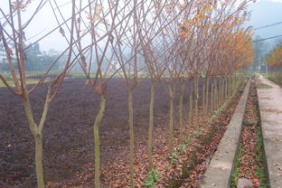 园林绿化苗木精选 多样品种，优质服务