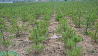 苗木补偿规格说明与青苗补偿协议书完善资料指南