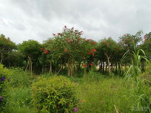 G324国道 一条由苗木织就的流动景观长廊