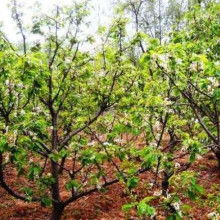 农产品苗木市场概览 价格、批发渠道与优质厂家探寻