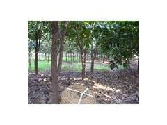 桐庐盛林苗木专业合作社 产地直销，优质工程苗木的一站式供应