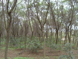 金合欢苗木 浙江海宁市长春绿化苗木调剂中心的优选之材