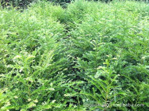 优质绿化苗木红豆杉采购指南 价格、厂商与资源平台