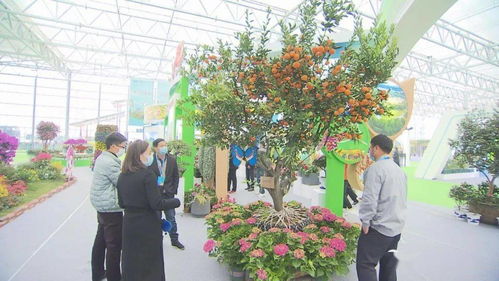 2600多种精品苗木花卉亮相合肥苗交会，苗木产业迎来发展新机遇