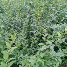 绛县古绛镇友梅苗木经销部 优质苗木供应，打造绿色生态家园