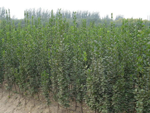 北海道黄杨 沭阳完美园林绿化苗木场的优选树种