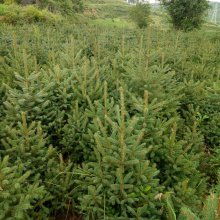 2020年绿化苗木市场行情 价格、报价与批发策略详解